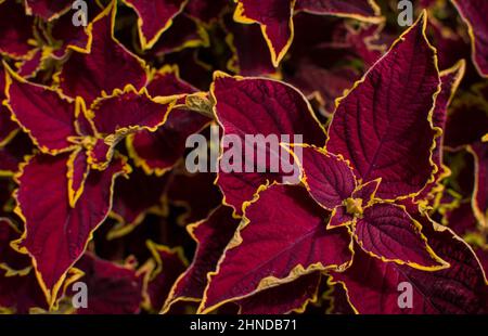 Schöner natürlicher Hintergrund mit roten Blättern Stockfoto