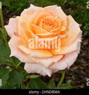 Aprikosenfarbene Rose mit Regentropfen im Lyndale Rose Garden in Minneapolis, Minnesota, USA. Stockfoto