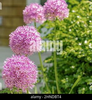 Vier Gladiator-Allium-Blüten Stockfoto