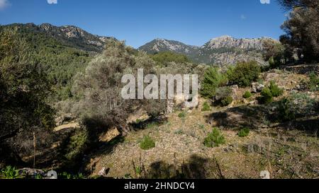 olivar de Pastoritx, Valldemossa, Mallorca, Balearen, Spanien Stockfoto