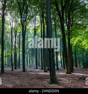 Die Sonne guckt durch die Blätter im Speulder Wald ( Speulderbos), Ermelo, Gelderland, Niederlande Stockfoto