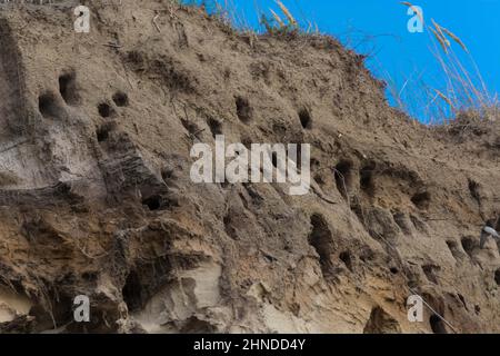 Schwalben auf den Klippen der Stadt Ahrenshoop auf der Ostseeinhalbinsel Darss in Deutschland im Sommer. Stockfoto