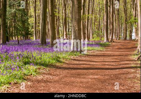 Bluebells Blumen Teppich im Wald Stockfoto