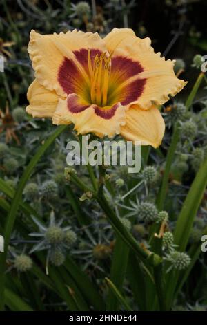 Pfirsichlilie im Lyndale Rose Garden in Minneapolis, Minnesota, USA. Stockfoto