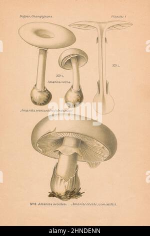 Klassische Pilzdarstellung von Amanita verna (Pilz des Narren), Amanita ovoidea (Europäisches weißes Ei). Von Leon Dufour, 1891. Stockfoto