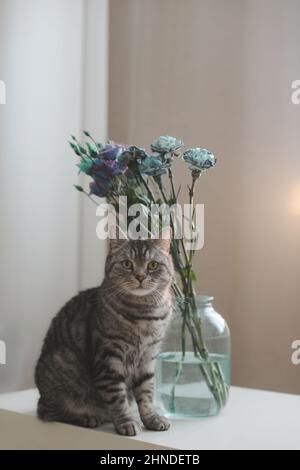 Lustige graue Katze und ein Bouquet aus blauen und violetten Blumen in einer Vase auf dem Tisch in einem gemütlichen, sonnigen Wohnzimmer. Stockfoto