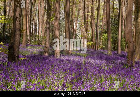 Bluebells Blumen Teppich im Wald Stockfoto