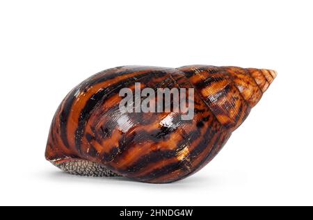 Riesenschnecke aus Ghanese in Erwachsenengröße, auch bekannt als Riesenschnecke aus Afrika, Riesenschnecke oder Achatina-Achatina-Schale, Seitenwege verlegend. Isoliert auf einem Whit Stockfoto