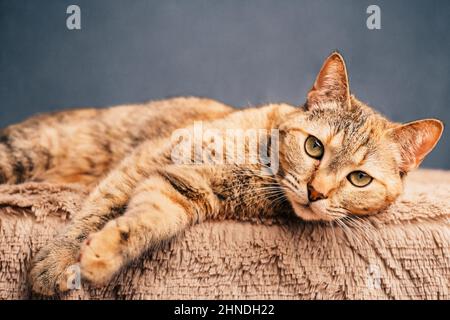 Seriöse Hauskatze liegt auf einem Plaid und schaut auf die Kamera. Stockfoto