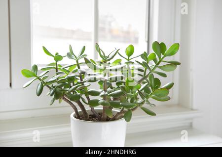 Crassula ovata, Jadepflanze beim Fenster aus der Nähe. Hauspflanze im Topf auf Fensterbank mit saftig grünen Blättern. Sukulent im heimischen Garten. Stockfoto