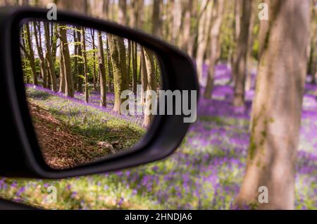 Bluebells Blumen Teppich im Wald Stockfoto