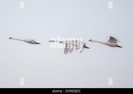 Schar fliegender Schwäne. Ein Schwarm von einigen der größten fliegenden Vögel. Die wichtigsten wiederkehrenden Vögel im Frühling nach dem Winter. Stockfoto