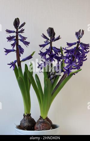 Nahaufnahme von drei blauen Hyazinthen vor weißem Hintergrund, Seitenansicht Stockfoto