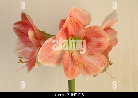 Nahaufnahme einer lachsrosa hippeastrum-Blume vor weißem Hintergrund Stockfoto