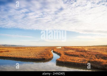 Panoramablick vom Divjaka - Karavasta Nationalpark in Albanien. Stockfoto