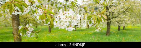 Feder. Kirschbaum in voller Blüte. Fokus auf den Vordergrund. Stockfoto