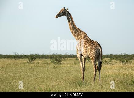 Giraffe steht auf Ebenen mit Busch hinter. Stockfoto