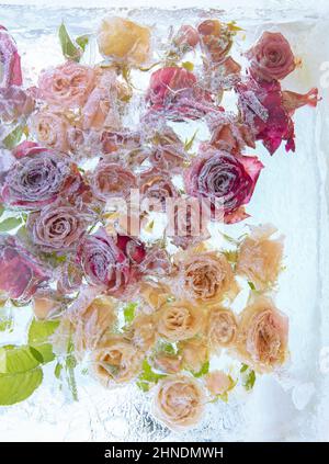 Gefrorene Blume Eis Hintergrund. Frische schöne Blume und Luftblasen im Eiswürfel. Gefrorene Flora Stockfoto