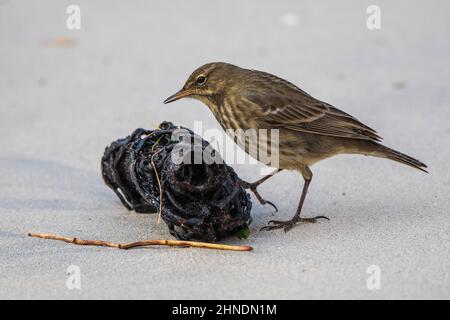 Felspipit (Anthus petrosus), Fütterung am Strand, Winter Stockfoto