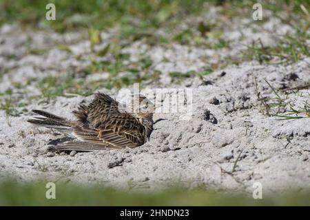 Skylark (Alauda arvensis), Staubbaden für Erwachsene Stockfoto