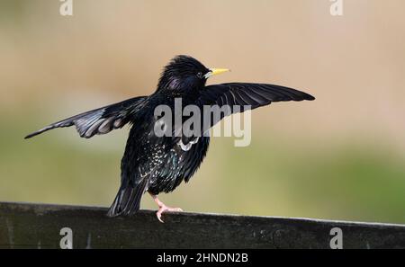 Starling (Sturnus vulgaris), männlich, erwachsener Sommer Stockfoto