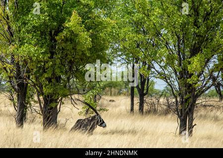 Der einsichige Oryx liegt im langen Gras unter einem mopani-Baum. Stockfoto