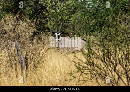 Einsamer Oryx, der im Busch steht. Stockfoto