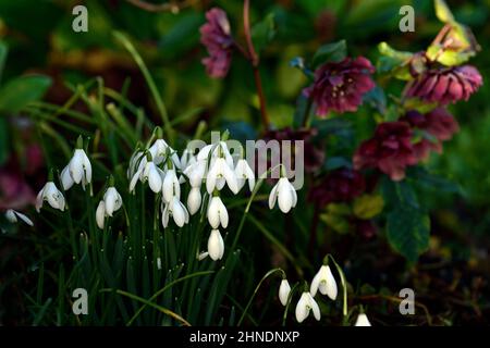 Galanthus Sam Arnott, Helleborus x Hybridus Double Ellen Red, Schneeglöckchen und Hellebores, galanthus und Hellebore, Hellebores, lila Blüten, lila Hellebo Stockfoto