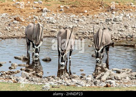 Drei Oryx stehen in einem Wasserloch, um zu trinken. Stockfoto