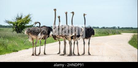 Strauße bilden eine schützende Gruppe, die jeweils einen Blick darauf hat. Stockfoto