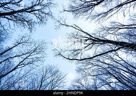 Zweige eines Baumes ohne Blätter gegen den Himmel. Stockfoto