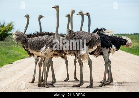 Strauße bilden eine schützende Gruppe, die jeweils einen Blick darauf hat. Stockfoto