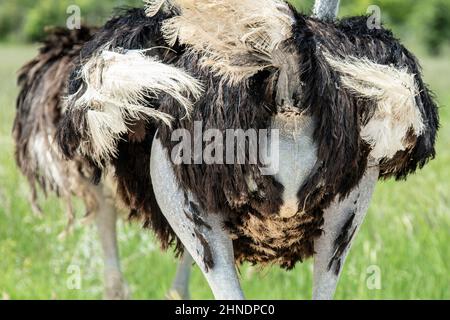 Rückansicht des männlichen Straußenkörpers Stockfoto