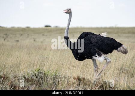 Männlicher Strauß, der auf der Savanne läuft. Stockfoto