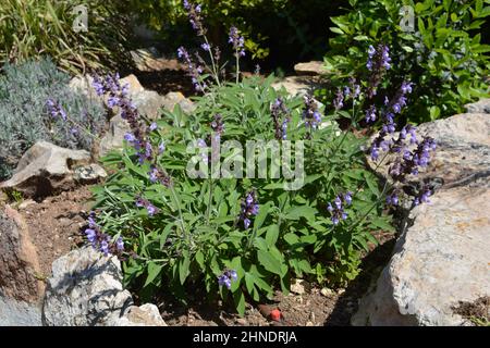 Salbei, auch bekannt als Salvia officinalis, wächst in einem bewässerten mediterranen Kräutergarten Steingarten Stockfoto