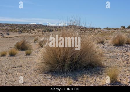 Wüstenlandschaft an der atlantikküste von Patagonien, Argentinien Stockfoto