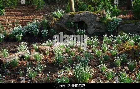 Darstellung von Schneeglöckchen im Boden und wächst auf gefallenen Baumstämmen. Stockfoto