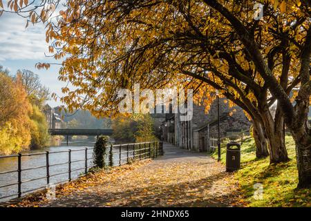 Herbstlicher Spaziergang am Fluss in Kendal Stockfoto