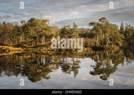 Perfekte Reflexionen in Tarn Hows in der Nähe von Hawkshead im Lake District Stockfoto