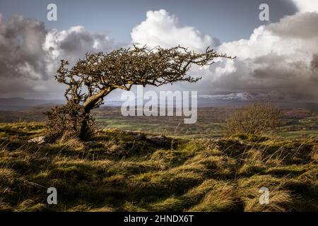 Windgepeitschte Bäume auf Hampsfell bei Grange over Sands Stockfoto