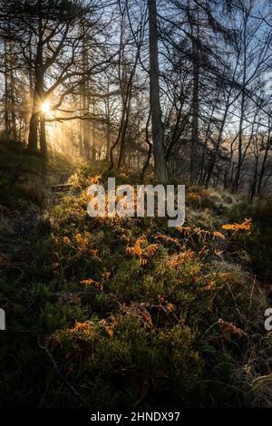 Niedrige Wintersonne, die durch den Wald filtert Stockfoto