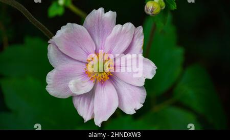 Nahaufnahme der rosa japanischen Anemone-Blume, die im Garten Deutschlands wächst Stockfoto