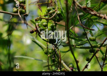 Nahaufnahme von grünen Samenhaufen einer Wildspargelrecemosus-Rebe Stockfoto