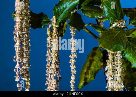 Ein Garrya Elliptica James Dach oder Silk-Tassel Bush, wächst in einem Country Garden. Stockfoto