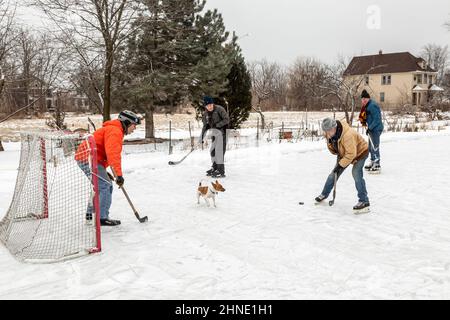 Detroit, Michigan - Ältere Männer spielen Eishockey auf einer behelfsmäßigen Hinterhof-Eisbahn. Angus, der Hund, spielt Verteidigung. Stockfoto