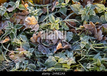 Frostbedeckte herbstliche Herbstblätter, in der englischen Grafschaft von Laub Stockfoto