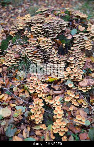Schwefeltuft-Waldpilze (Agaricineae Hypholoma fasciculare), die auf Baumstämmen in herbstlichen Mischwäldern wachsen, in der britischen Grafschaft Bekshire Stockfoto