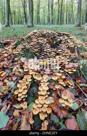 Schwefeltuft-Waldpilze (Agaricineae Hypholoma fasciculare), die auf Baumstämmen in herbstlichen Mischwäldern wachsen, in der britischen Grafschaft Bekshire Stockfoto