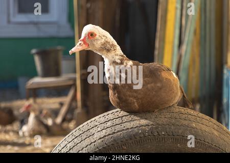 Nahaufnahme einer einheimischen Moskauer Ente, die an einem sonnigen Tag auf einem Autoreifen auf dem Bauernhof sitzt Stockfoto