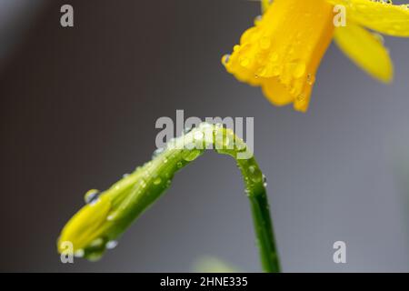 16. Februar 2022, Berlin: Regentropfen liegen auf einer geschlossenen Narzissenblüte. Zwei Hurrikan-Tiefstände in schneller Folge verursachen in vielen Teilen Deutschlands Unwetterwarnungen. Foto: Fernando Gutierrez-Juarez/dpa-Zentralbild/dpa Stockfoto